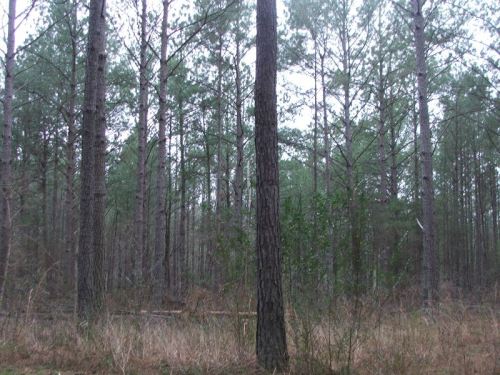 Gilliam_1c_good_pines