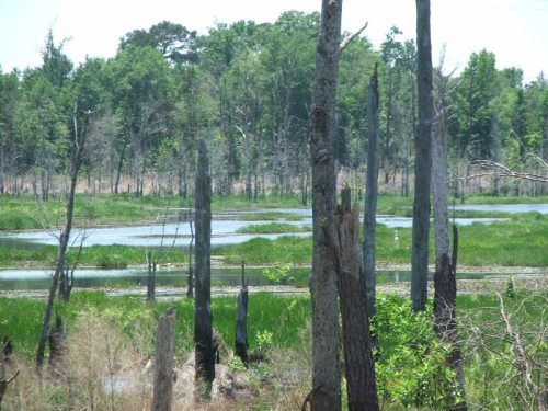 Conecuh_170ac_wetlands_4